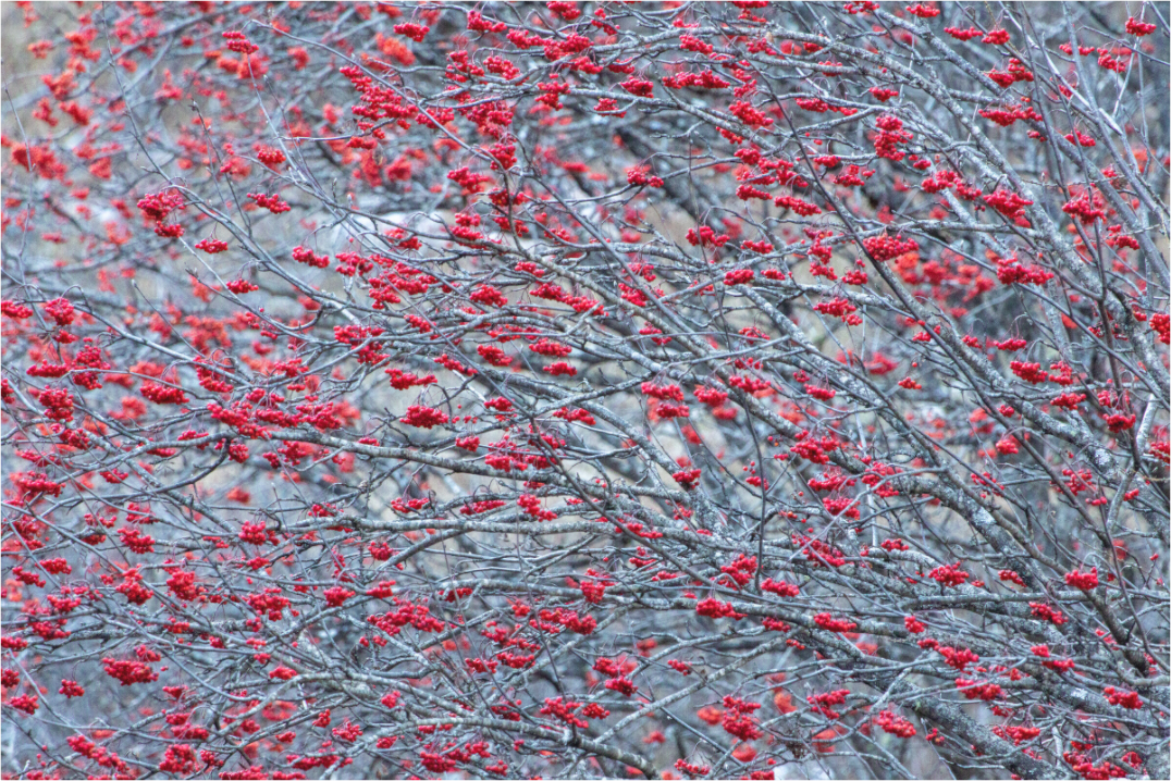 Main image Dernières braises