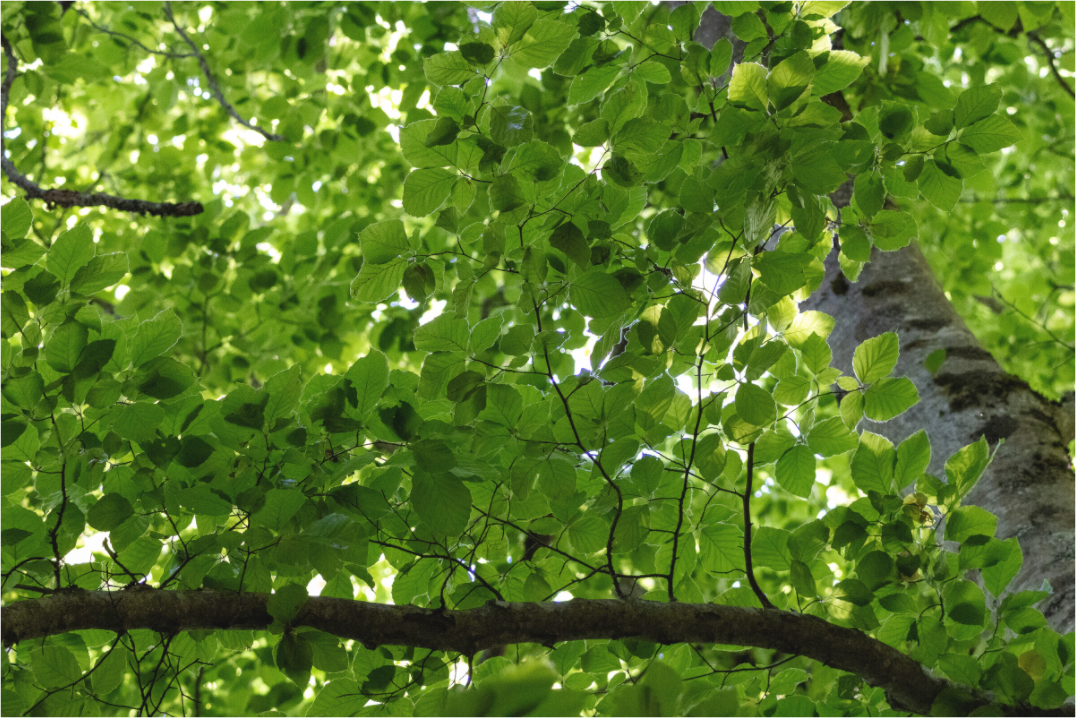 Main image Chlorophylle