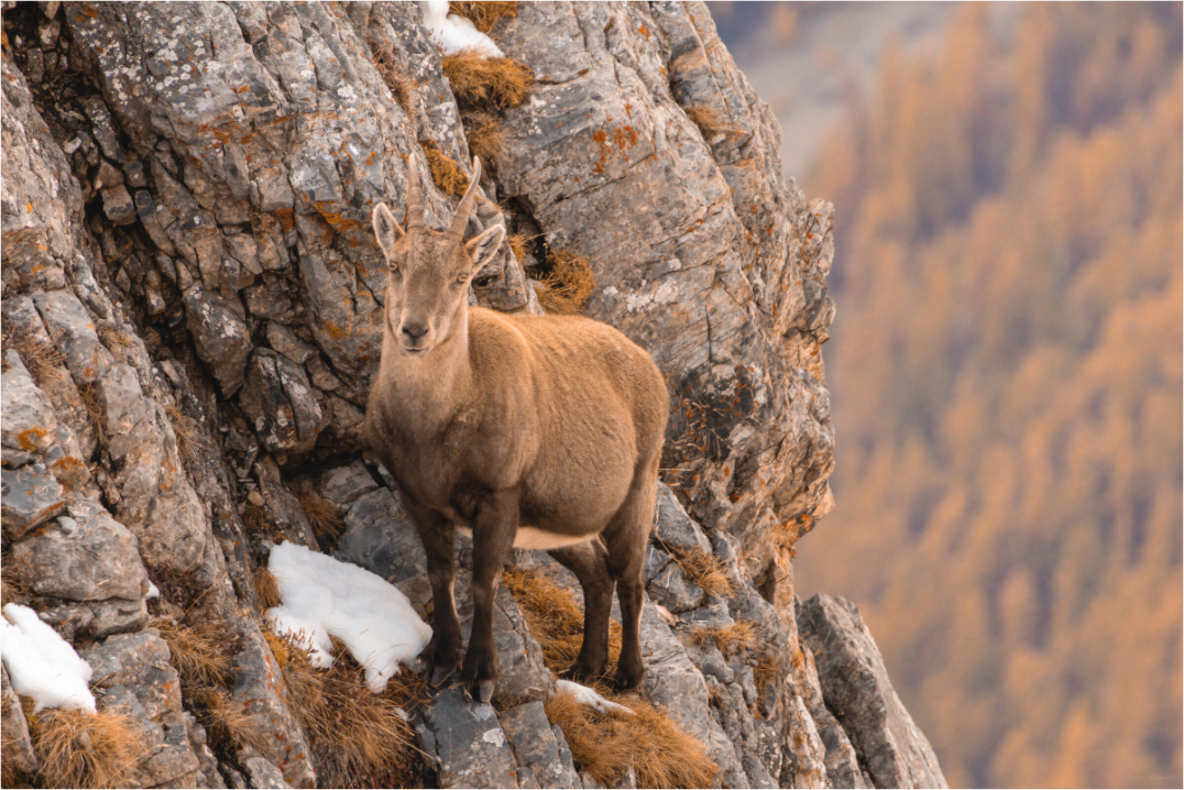 Main image Sentinelle