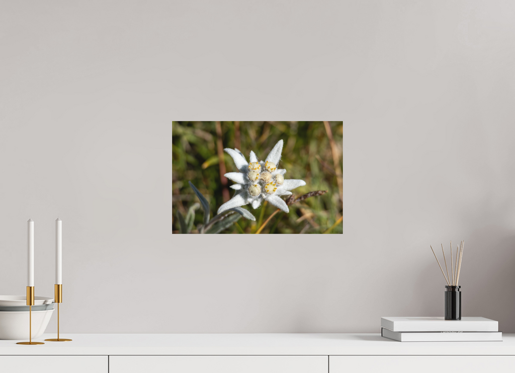 37,8 x 25 cm, Tirage Fine Art mat Fleur sacrée