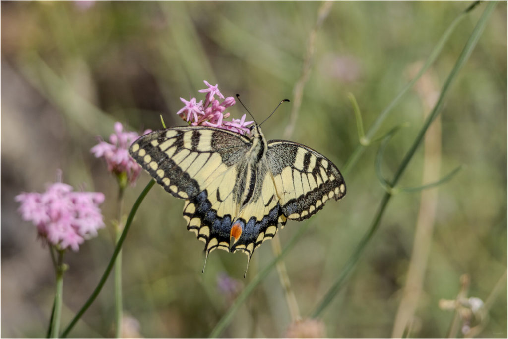 Main image Gracieux éphémère