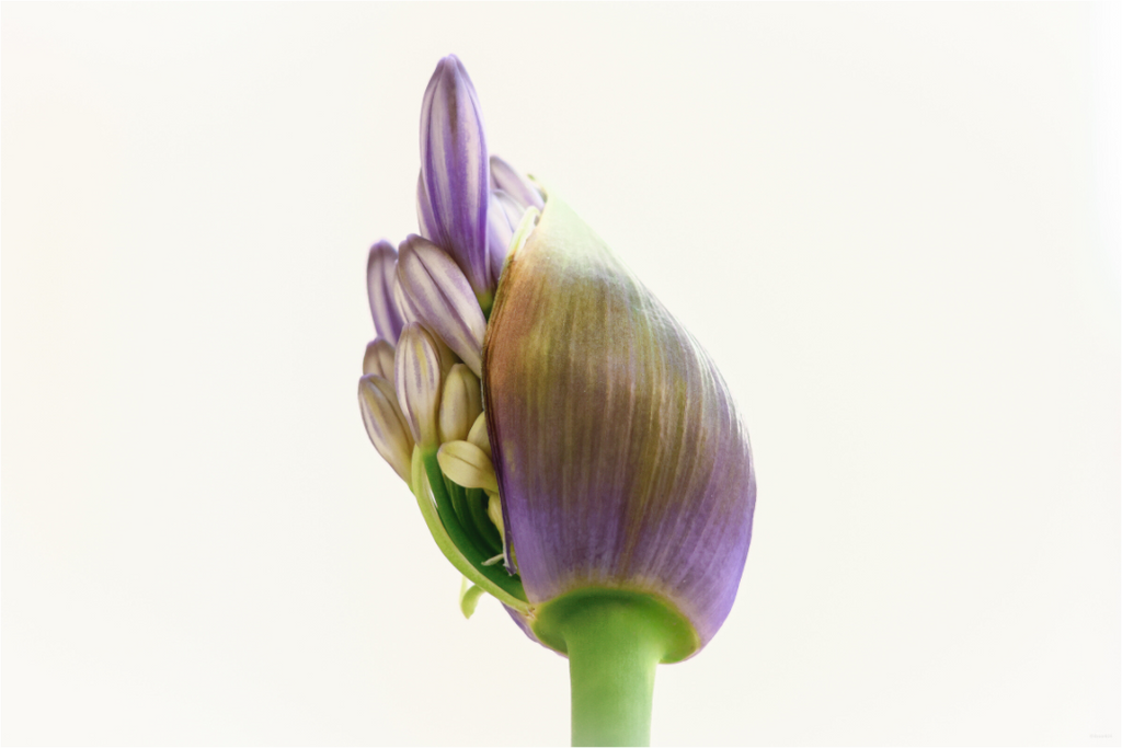 Main image Agapanthe