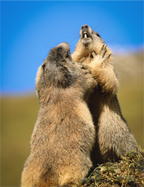 Main image Match retour