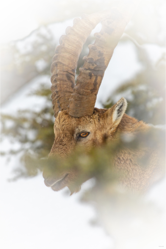 Main image Présence voilée