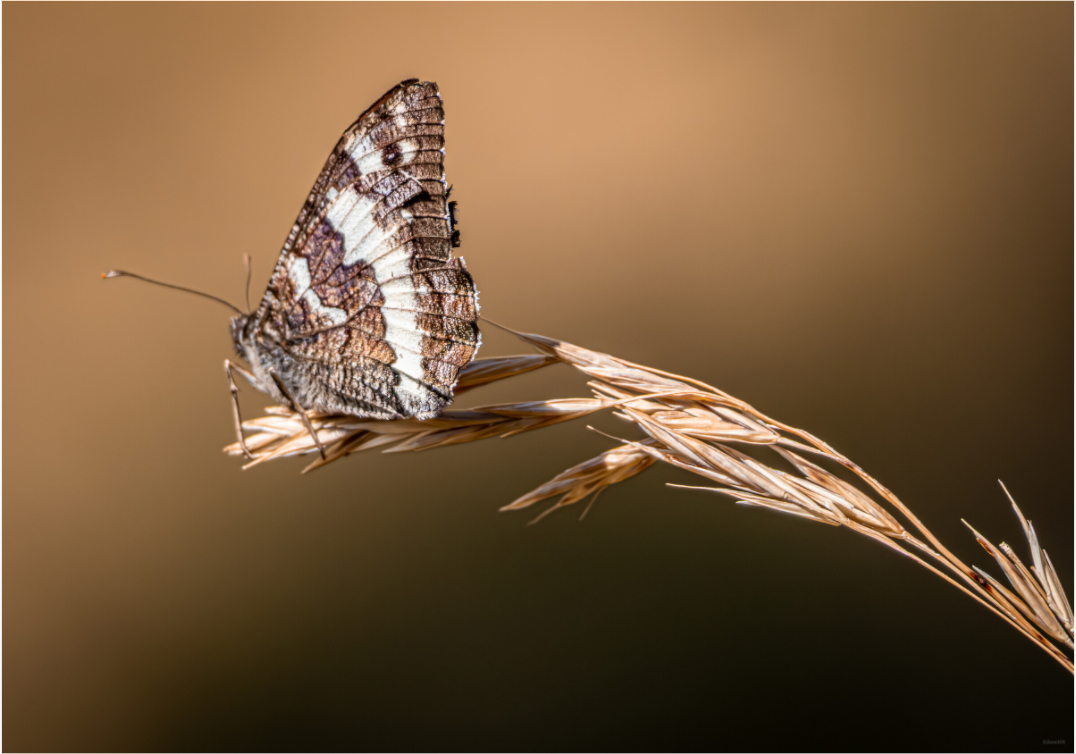 Main image Suspendu à l'été