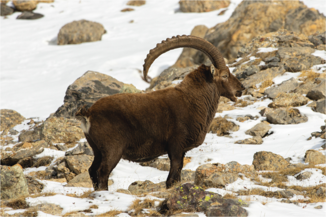 Main image Souverain