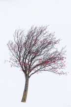 Main image Les fruits du froid