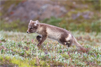 Main image Regard arctique