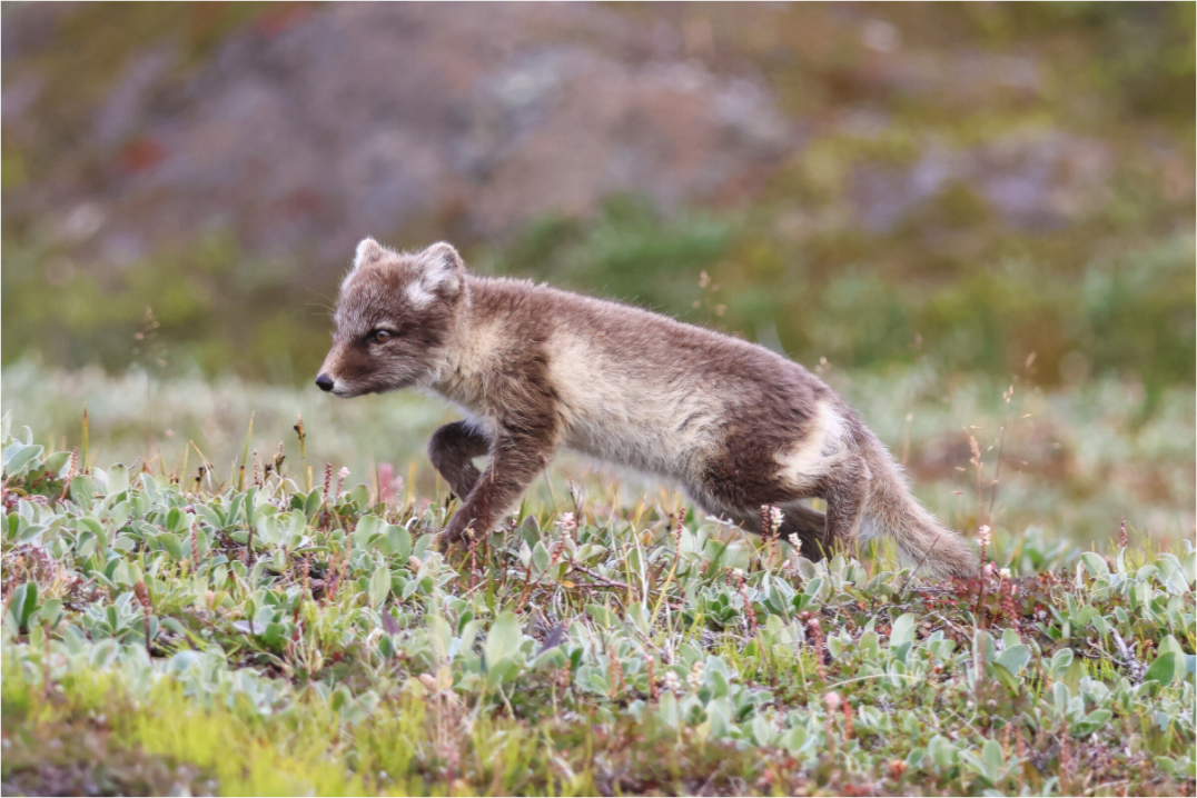 Main image Regard arctique