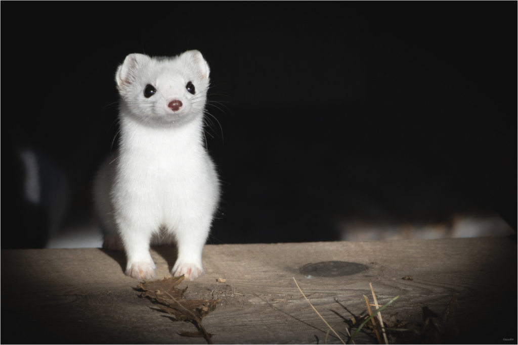 Main image Curiosité