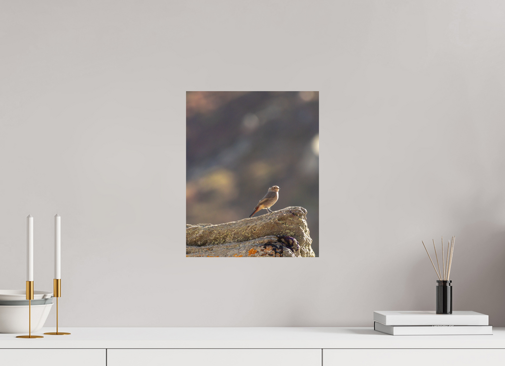 30 x 37,5 cm, Tirage Fine Art mat Rouge-queue veilleur du matin