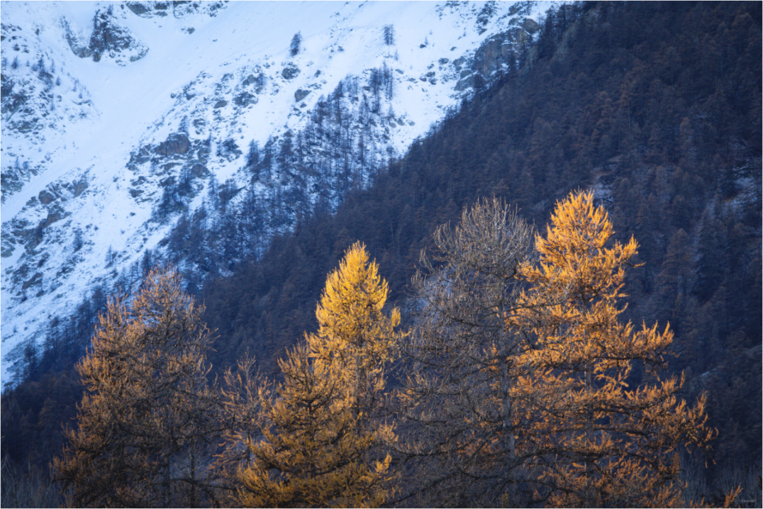 Main image Les veilleuses