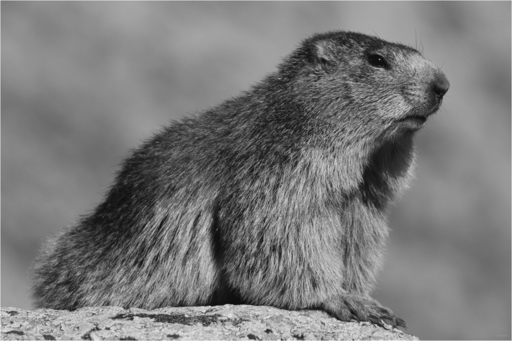 Main image Figure alpine (N&B)