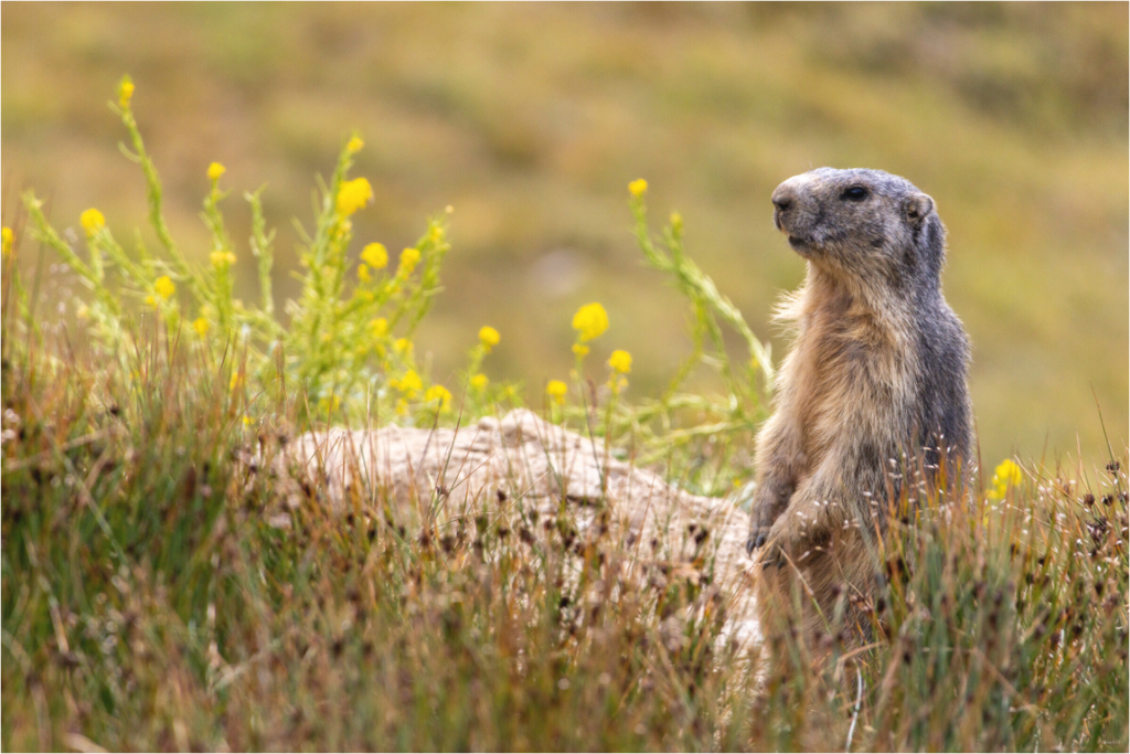 Main image Garde champêtre
