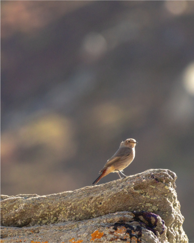 Main image Rouge-queue veilleur du matin