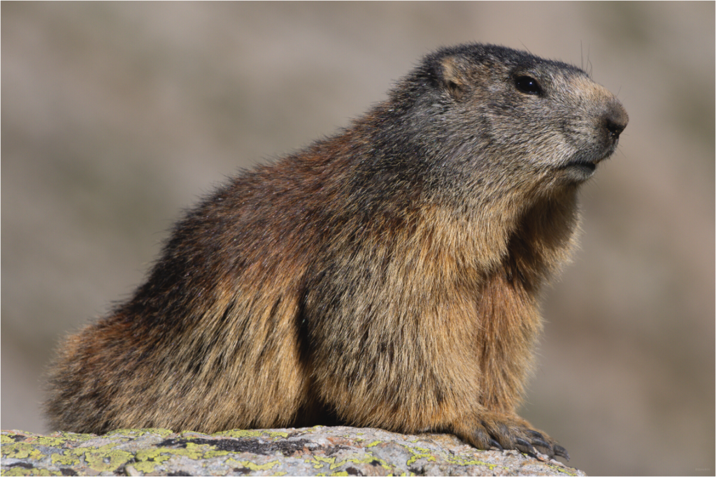 Main image Figure alpine