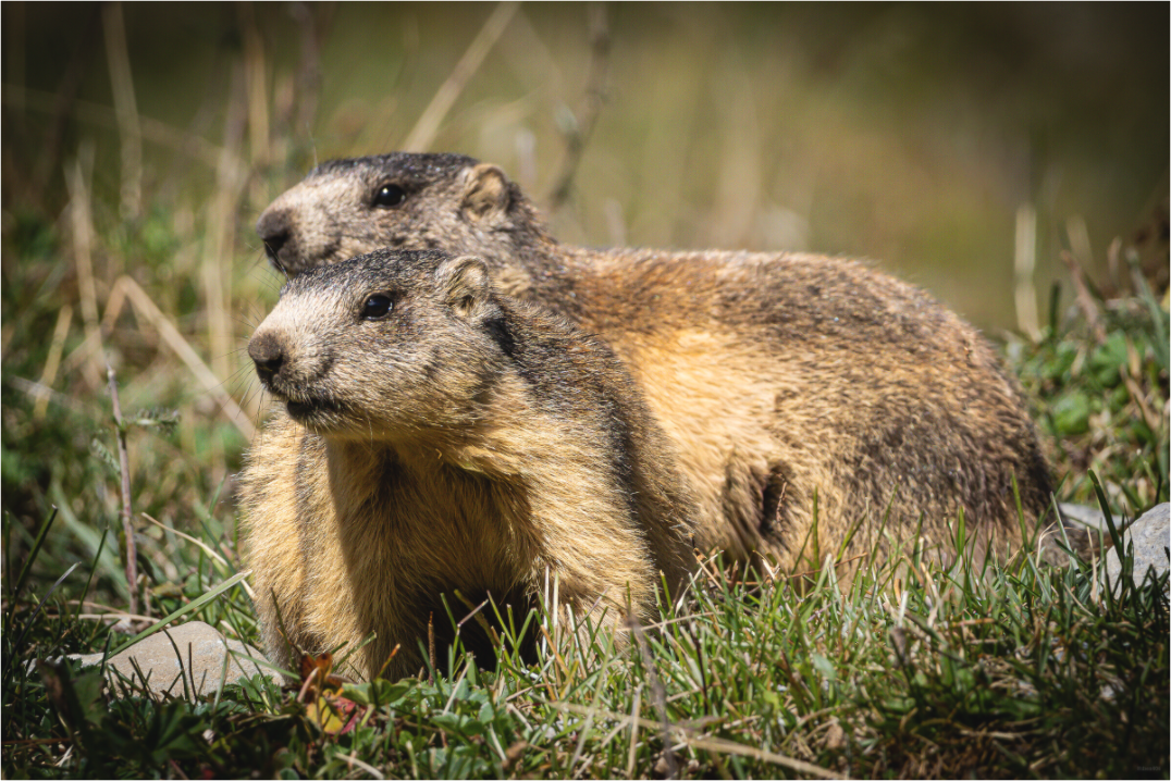 Main image Complicité