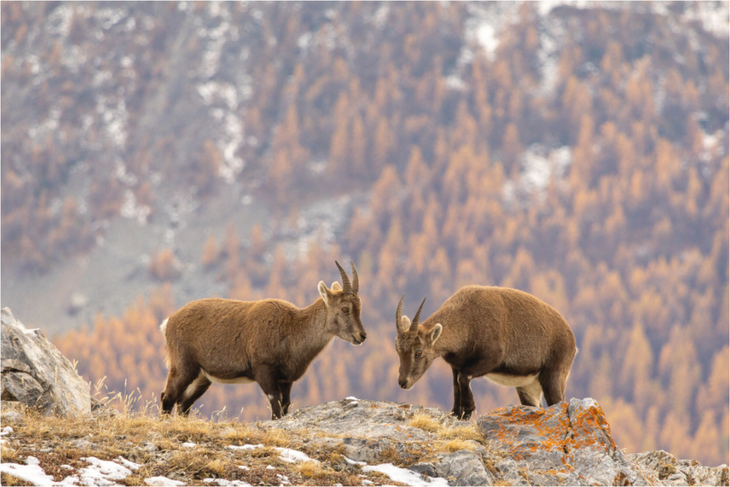 Main image Fraternité