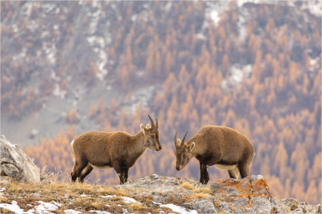 Main image Fraternité