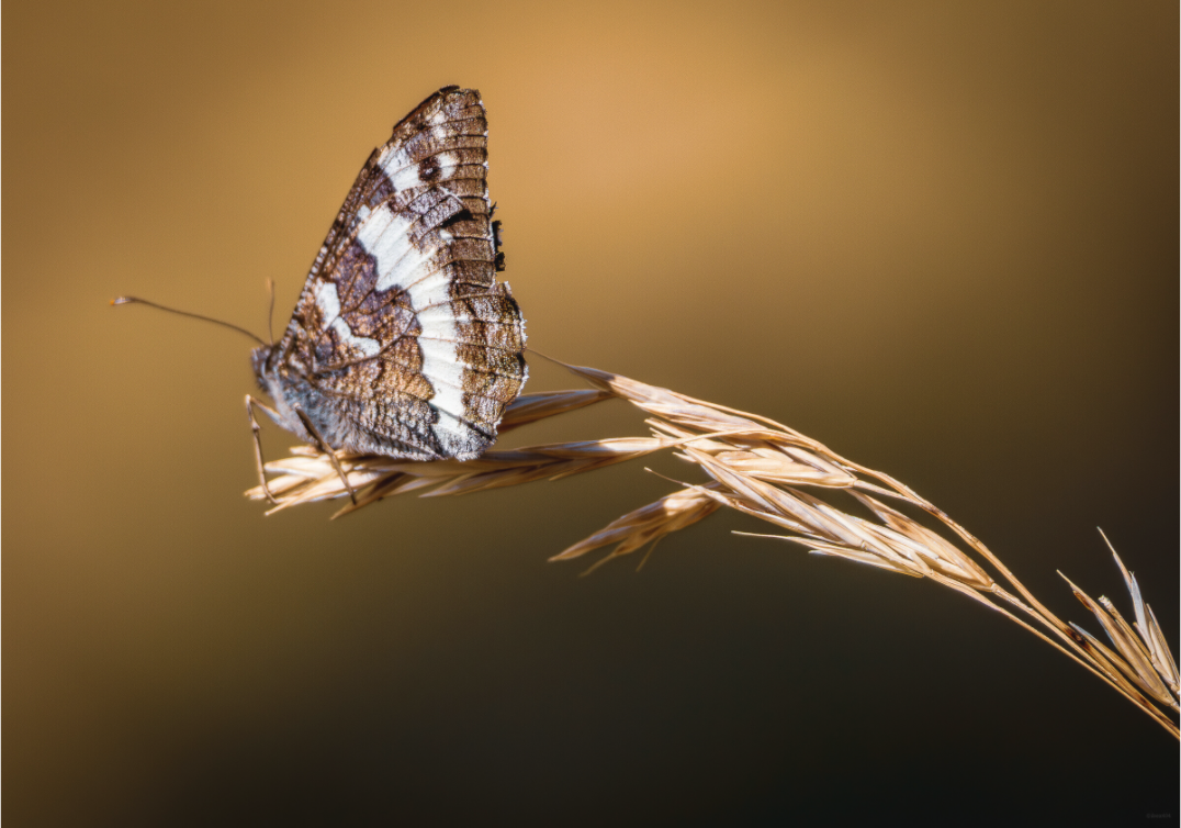 Main image Suspendu à l'été