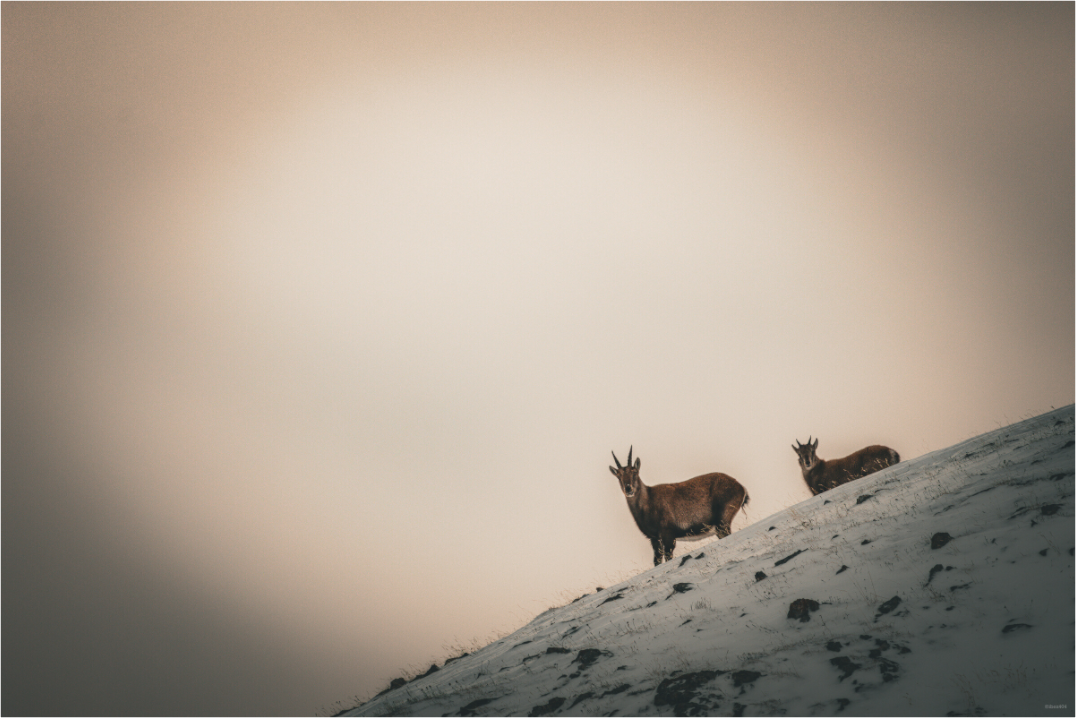 Main image Apparition