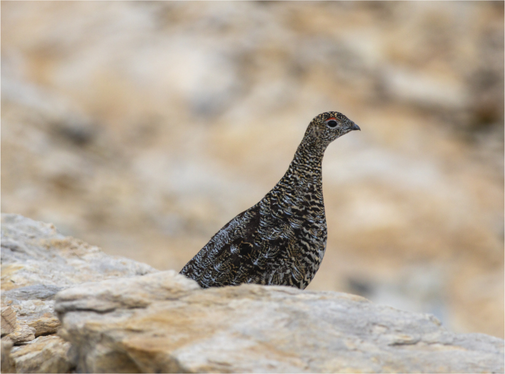 Main image Gardienne