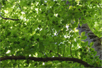 Main image Chlorophylle