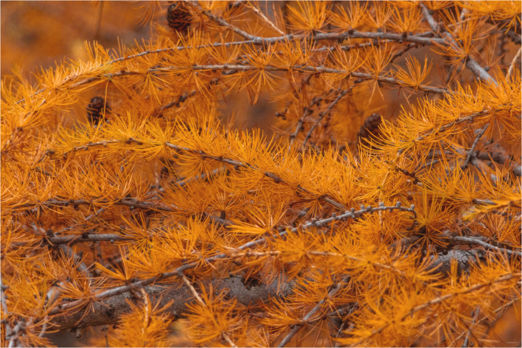Main image Coucher de sève