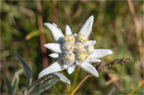 Main image Fleur sacrée
