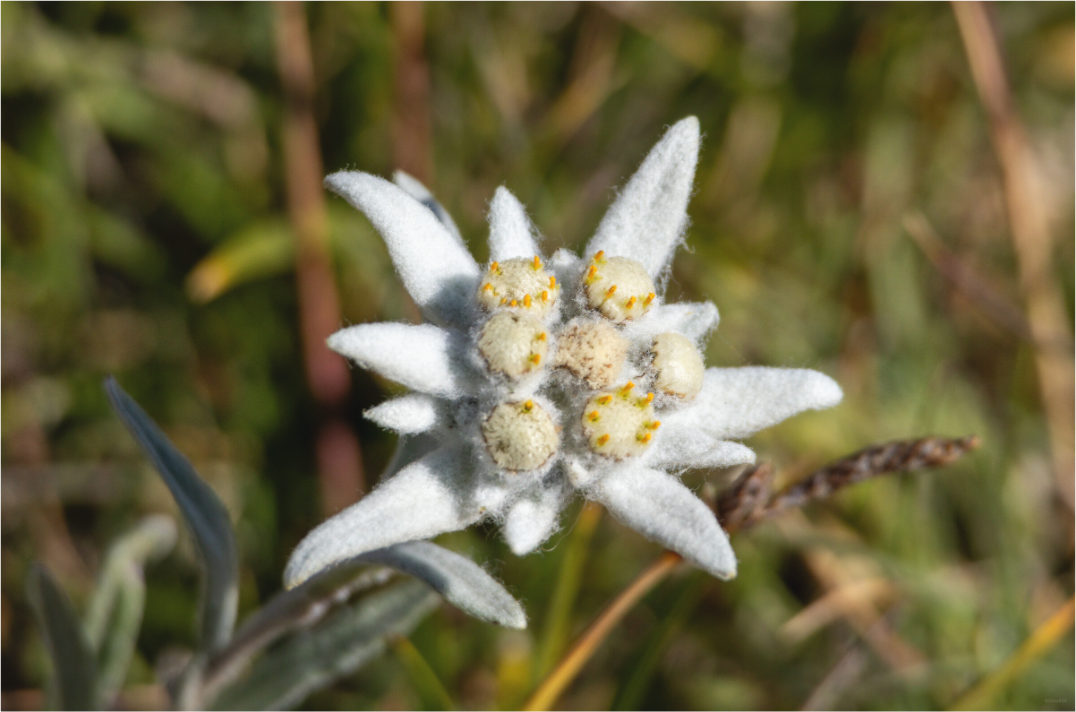 Main image Fleur sacrée